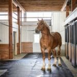 custom-horse-stalls-christiana15
